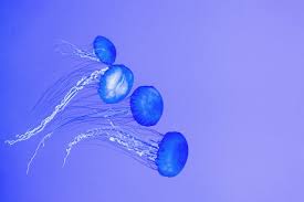 UK Beaches Swarmed by Jellyfish as Climate Change Heats Up Seas
